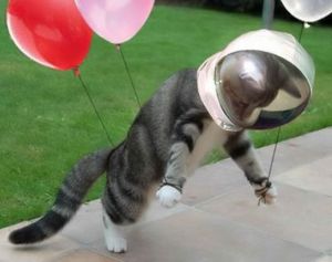 ������ � ���� ��������, ������������ ��������������� �������� ��������